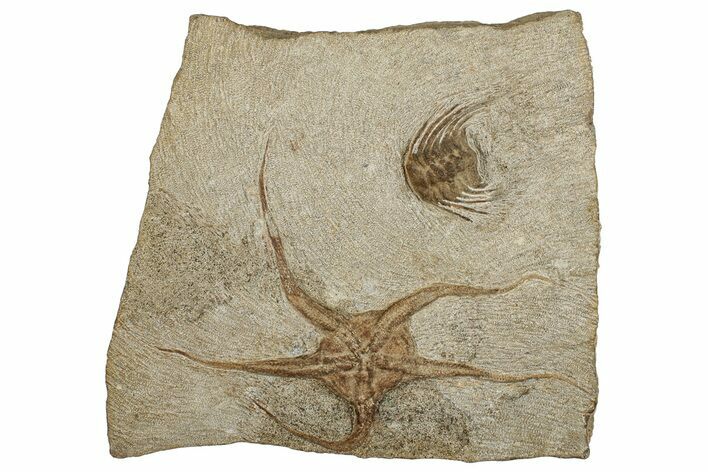 Fossil Brittle Star and Trilobite Plate - Morocco #257323